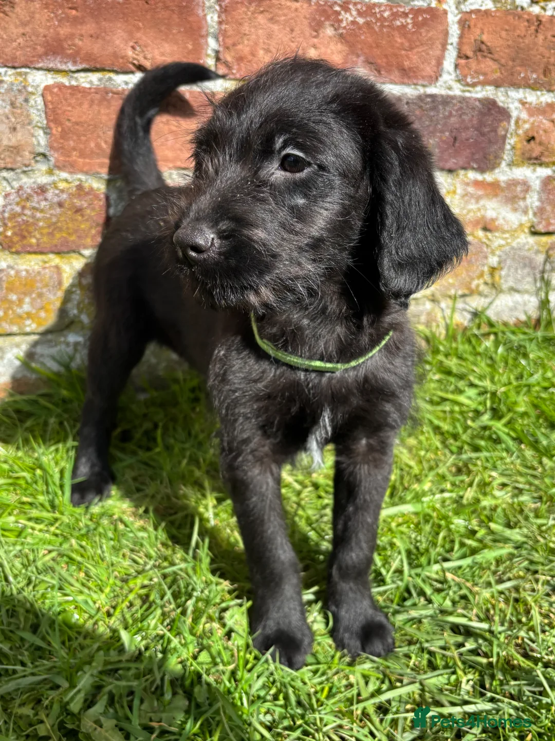 Labradoodle dogs for sale: Outstanding Pedigree F1 Labradoodle DNA Clear - Advert 2