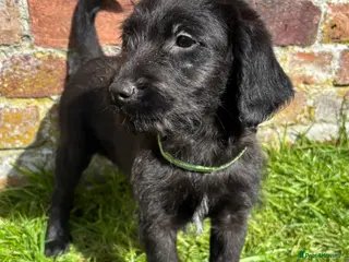 Labradoodle dogs Outstanding Pedigree F1 Labradoodle DNA Clear - Advert 10