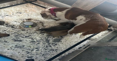 Mixed Breed dogs - Advert 2