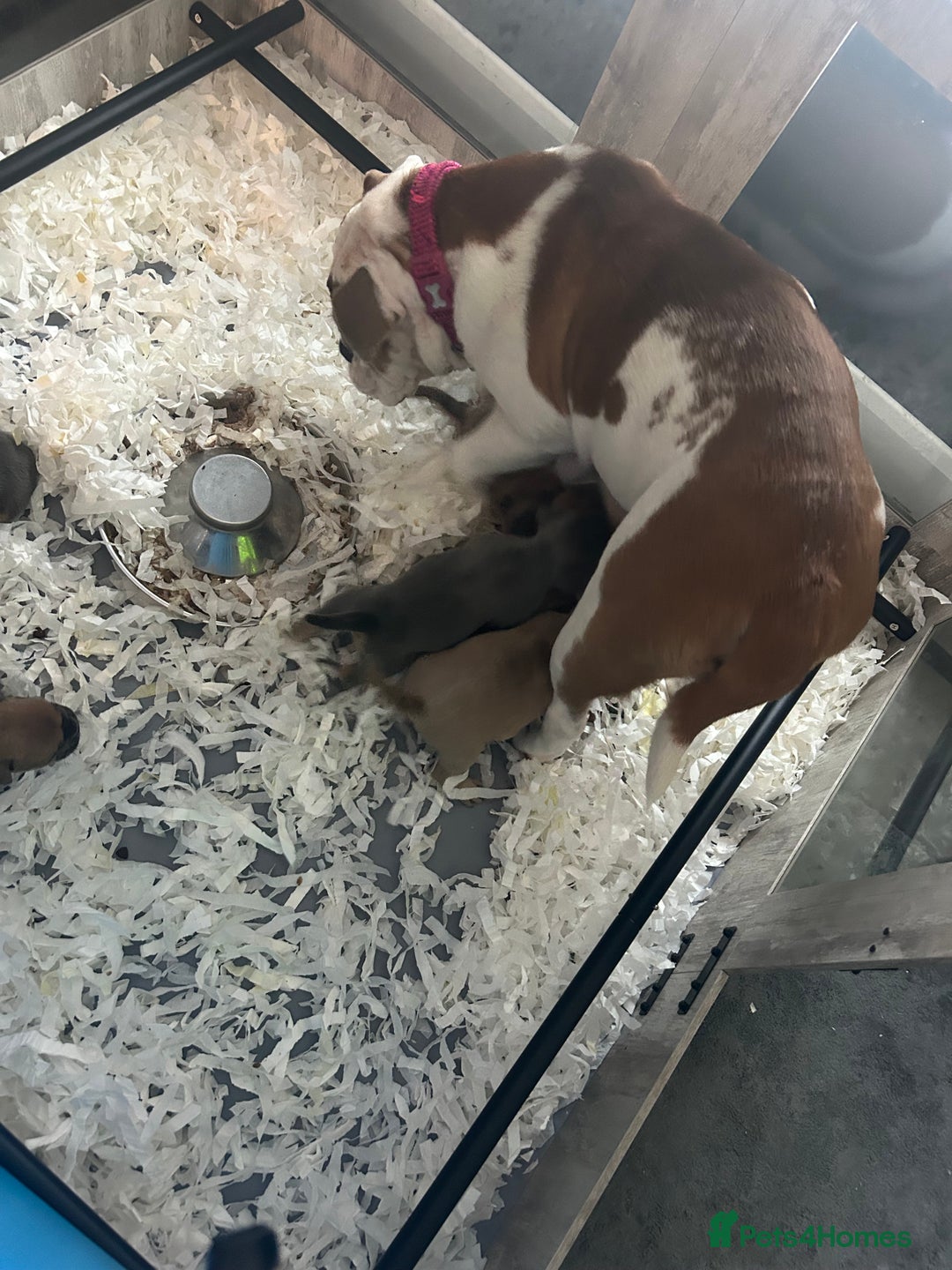 Mixed Breed dogs for sale: Bulldog puppy’s  - Image 22