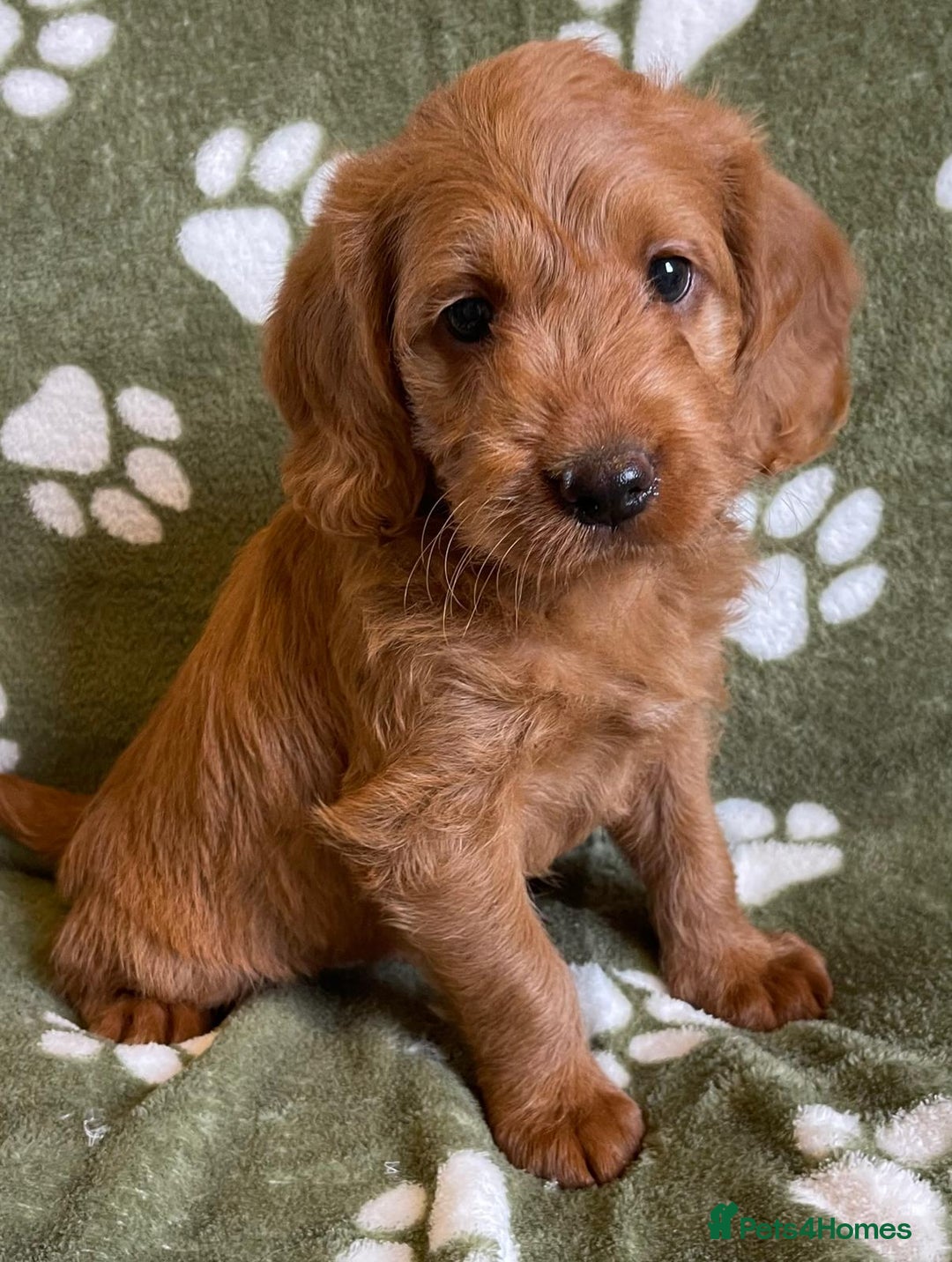 Labradoodle dogs for sale: Stunning deep red F1 labradoodles - Image 8