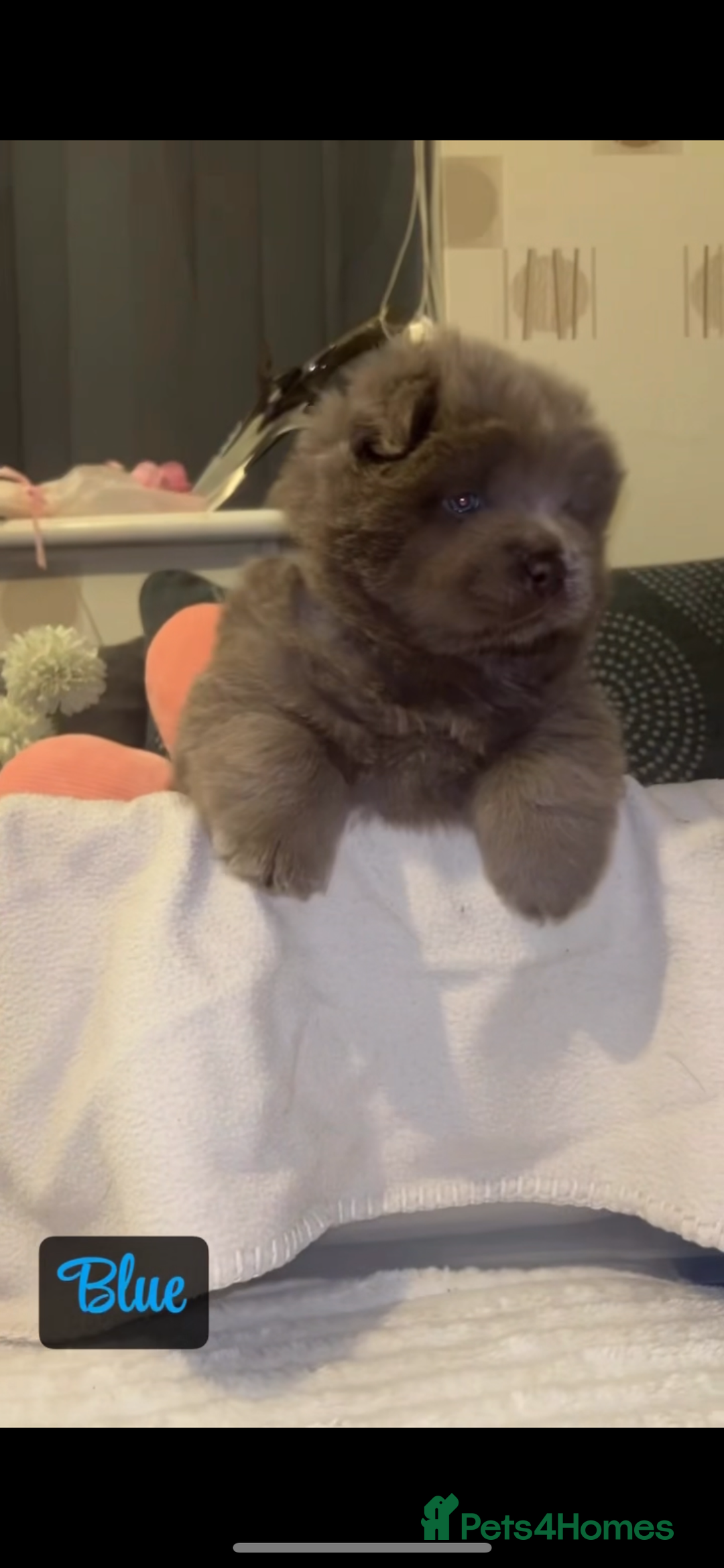 Chow Chow dogs for sale: Adorable rare lilac chow chow girl pups - Image 7