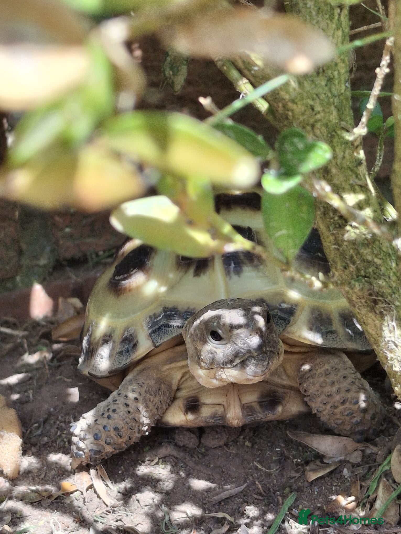 Tortoise reptiles Young Horsfield Tortoise  - Advert 10