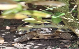 Tortoise reptiles for sale: Young Horsfield Tortoise  - Image 1