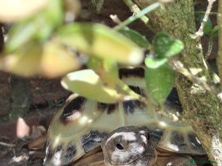 Tortoise reptiles - Advert 1
