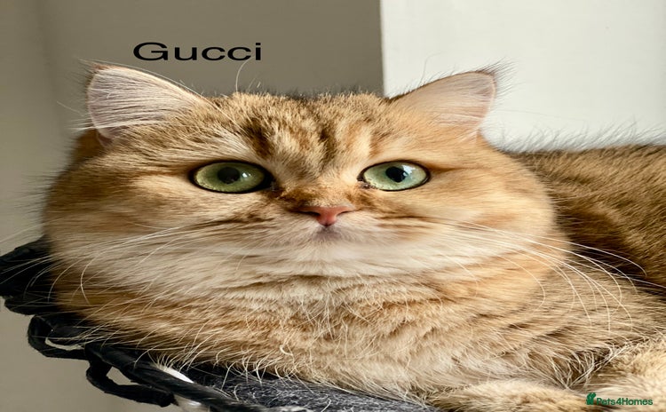 British Shorthair cats Retired Black golden queen  - Advert 1