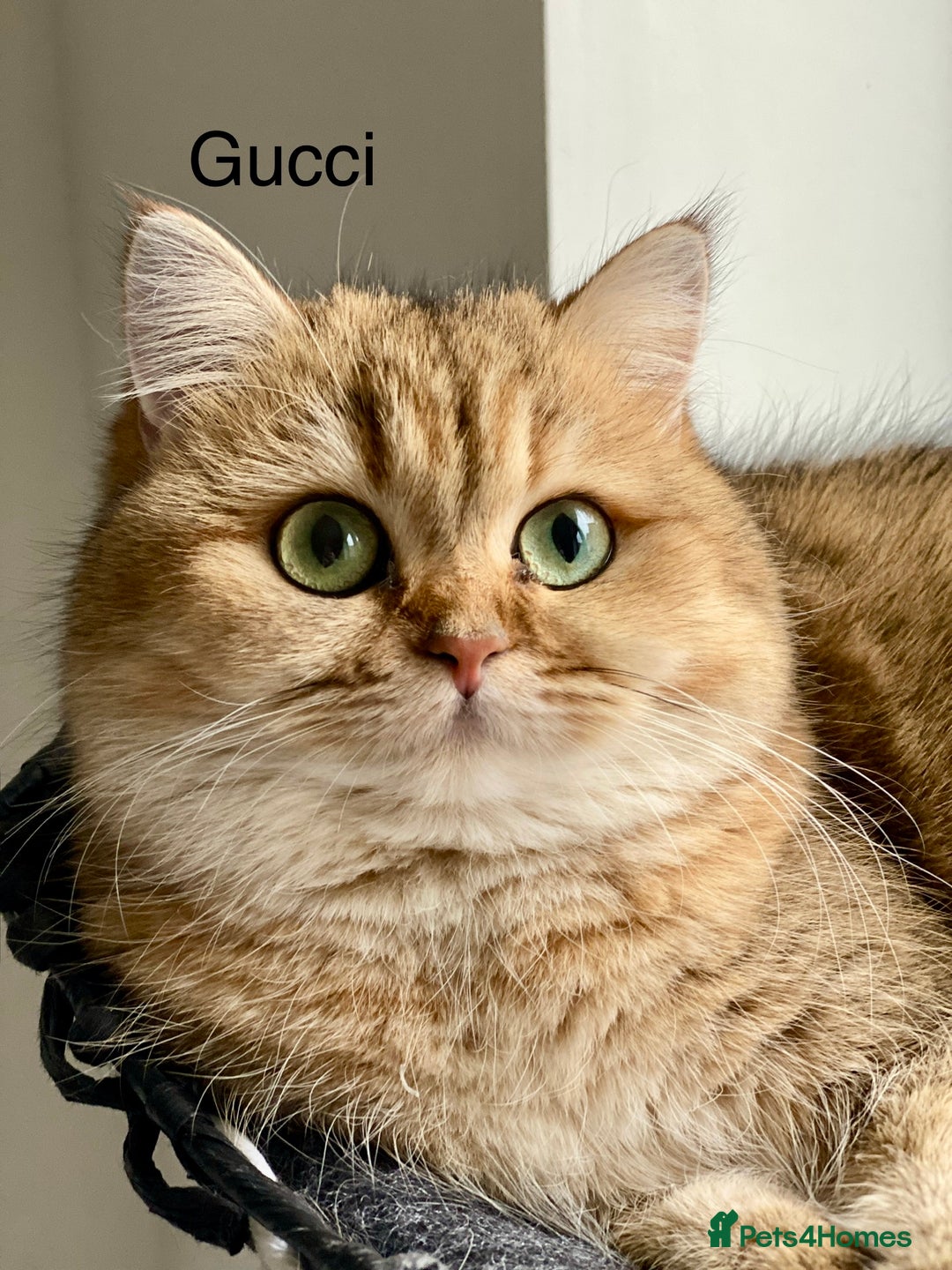 British Shorthair cats for sale: Retired Black golden queen  - Advert 1