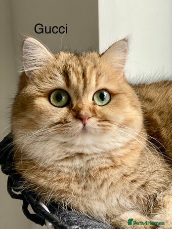 British Shorthair cats Retired Black golden queen - Advert 5