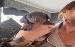 Dachshund dogs for sale: Miniature smooth coat dachshund  - Image 4