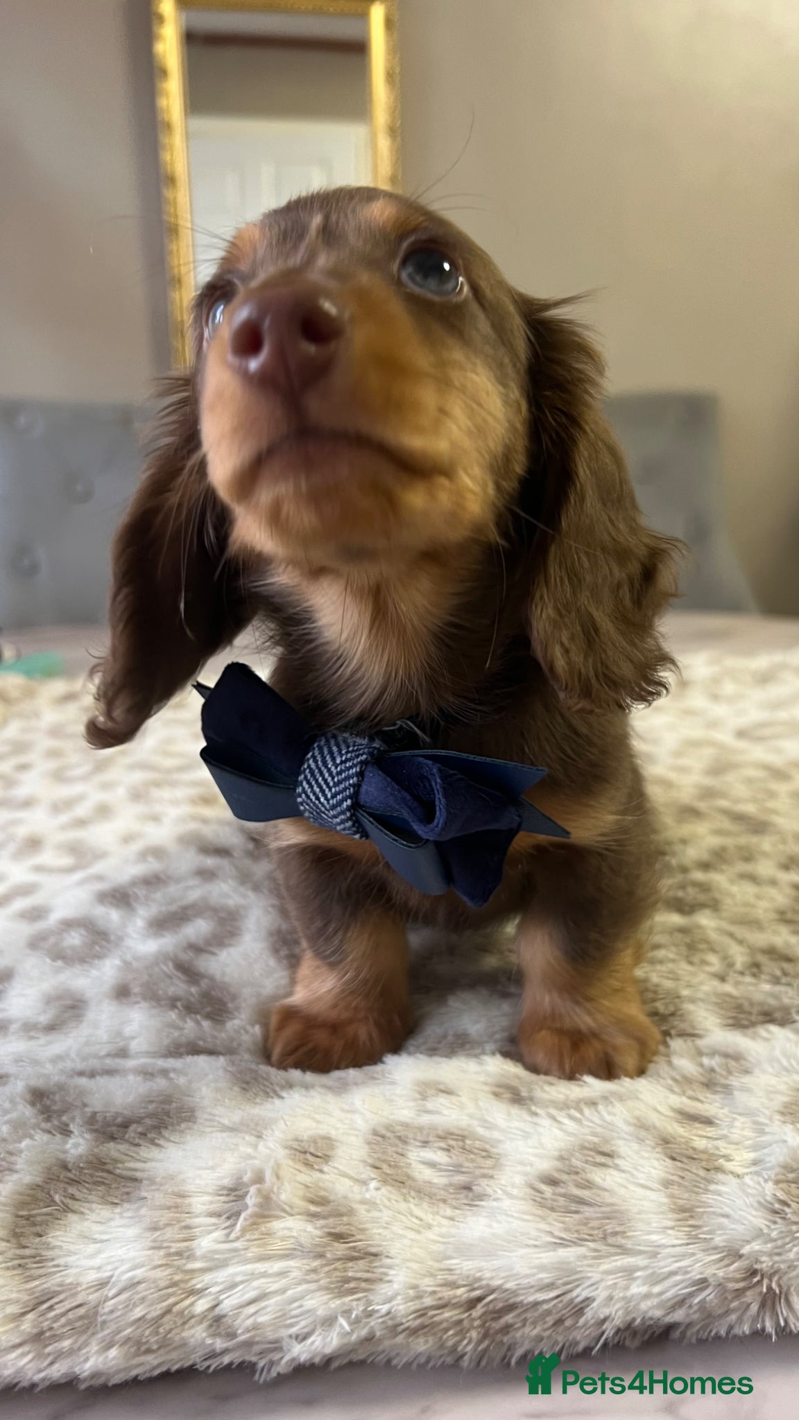 Miniature Dachshund dogs 📢Reduced – Last Mini Longhair Boy Available  - Advert 13