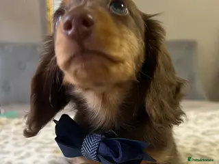 Miniature Dachshund dogs 📢Reduced – Last Mini Longhair Boy Available - Advert 13