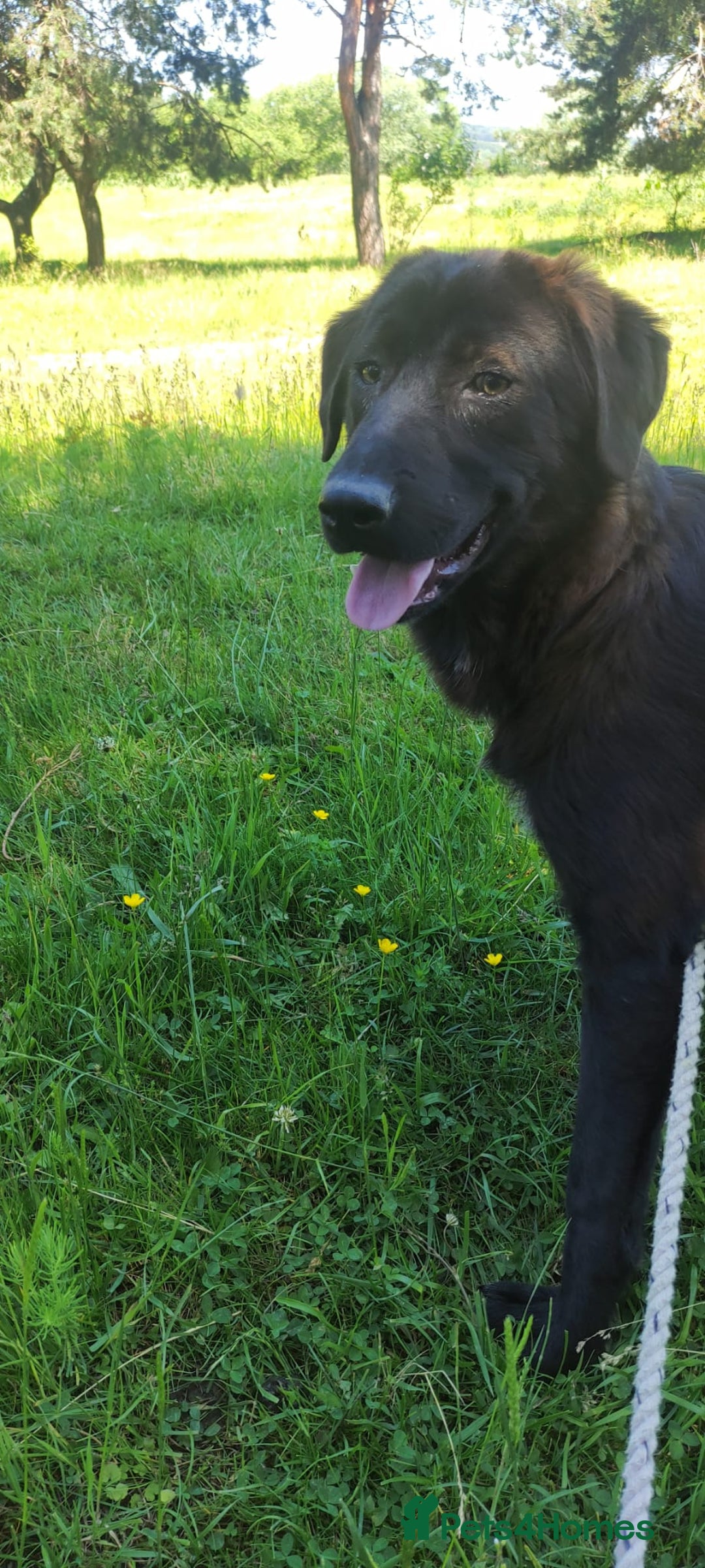 Mixed Breed dogs for adoption: 🌸Sweet and Beautiful AZALEA - Deserving Kindness - Advert 3