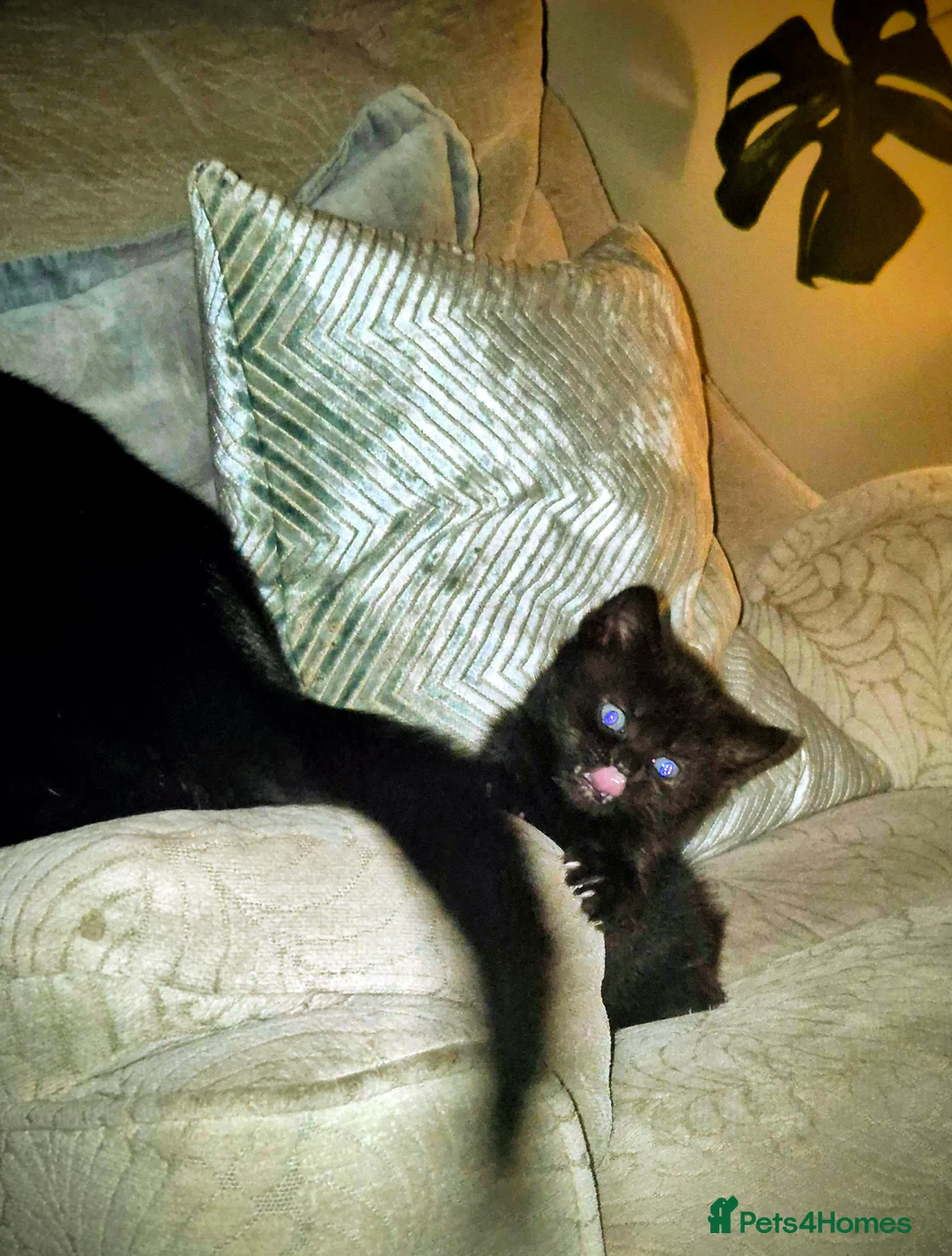 British Shorthair cats for sale: 3 beautiful little kittens !! - Advert 7