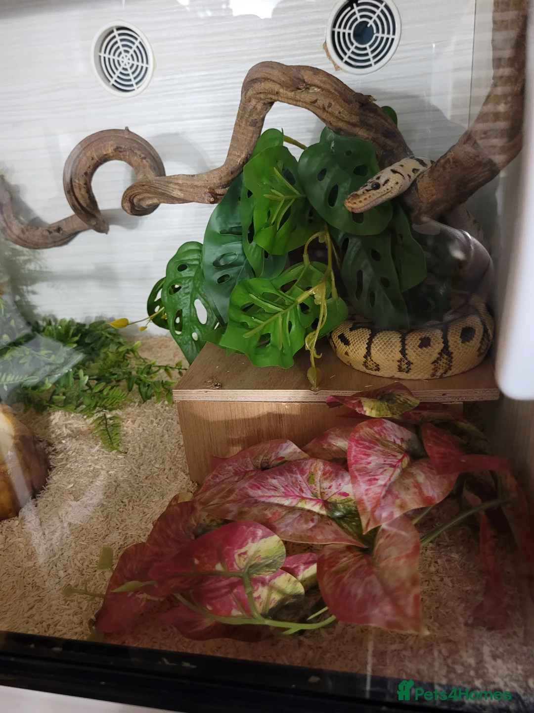 Python Snake reptiles for sale: Royal python for sale - Advert 3