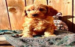 Cockapoo dogs for sale: Quality F1 Cockapoo Puppies  - Image 18
