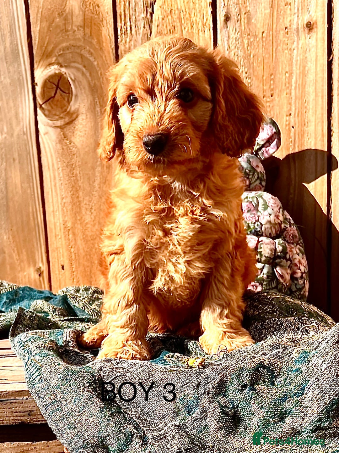 Cockapoo dogs for sale: Quality F1 Cockapoo Puppies  - Image 18
