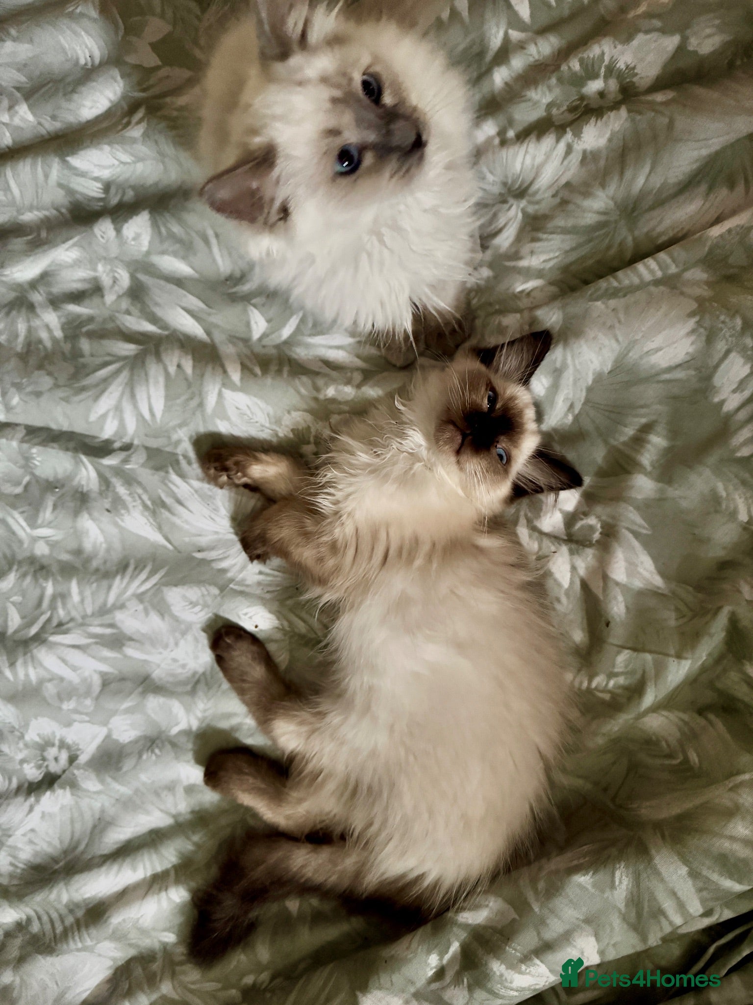 Ragdoll cats Stunning Ragdoll kittens - Advert 2