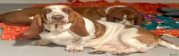 Basset Hound dogs for sale: Two Bassett hound  - Advert 6