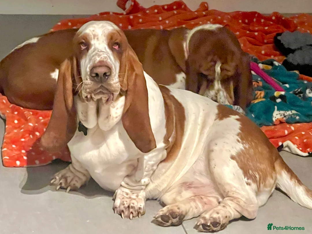 Basset Hound dogs for sale: Two Bassett hound  - Advert 6