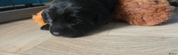 Mixed Breed dogs for sale: Adorable Black Lab Mix, Staff-Lab - Advert 6