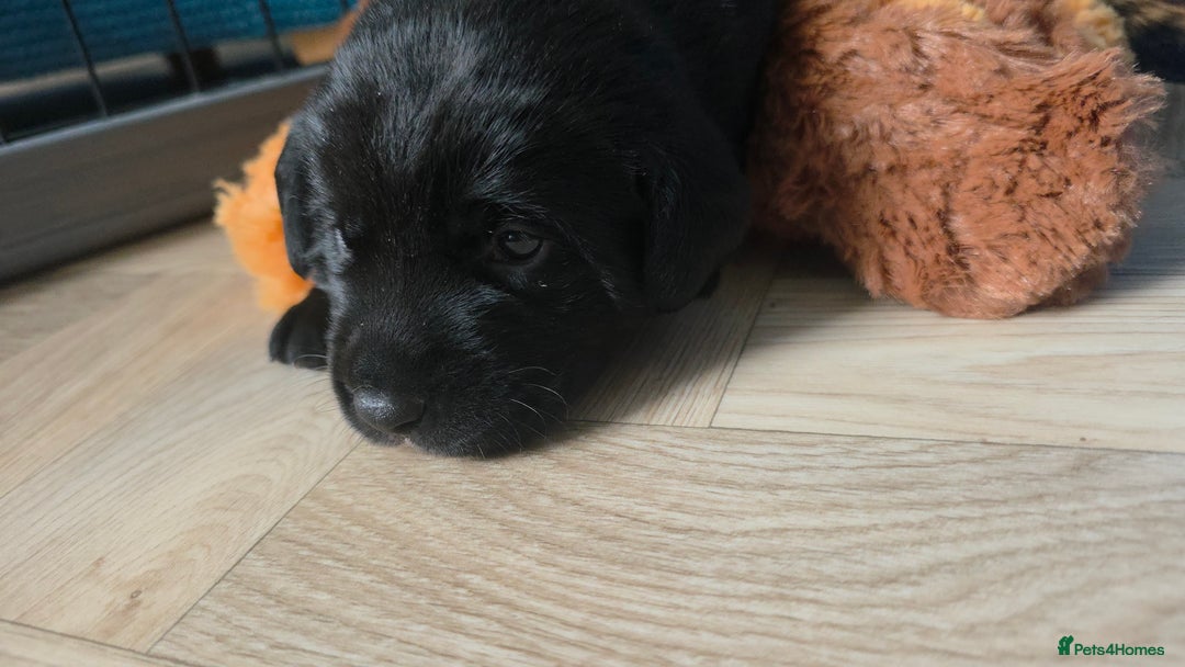 Mixed Breed dogs for sale: Adorable Black Lab Mix - Image 5