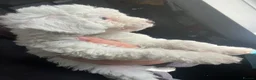 Cockapoo dogs for sale: Stunning cockapoo puppys  - Advert 15