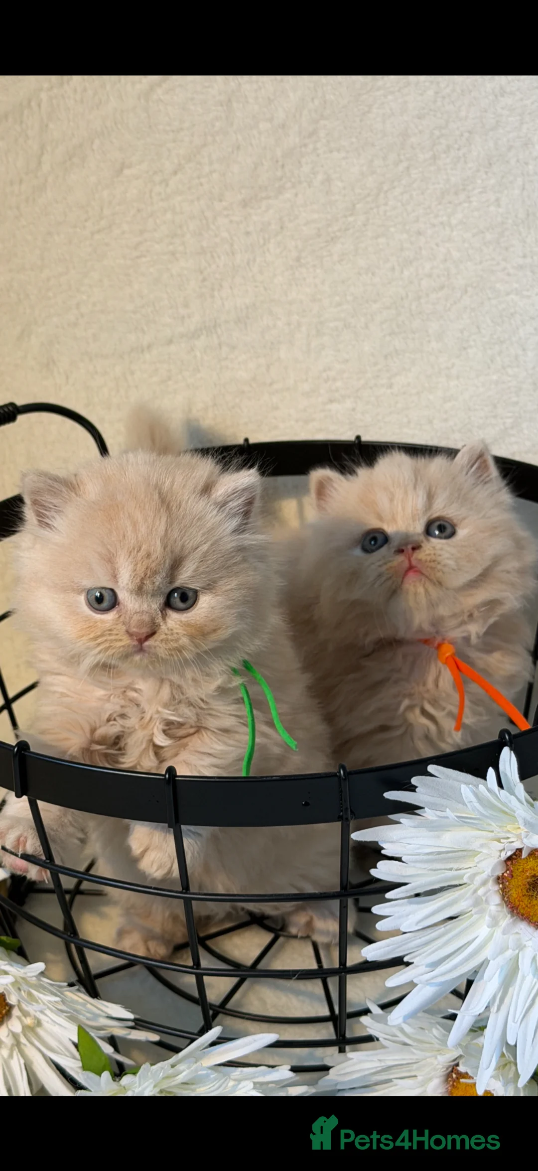 British Shorthair cats for sale: British shorthair and longhair kittens  - Advert 1