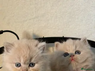 British Shorthair cats British shorthair and longhair kittens - Advert 4