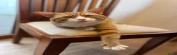 British Shorthair cats for sale: Garfield friendly outdoor cat  - Advert 4