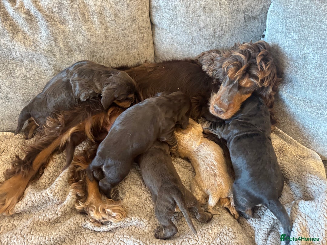 Cocker Spaniel dogs for sale: 100% SHOWTYPE KC REGISTERED HEALTH TESTED - Advert 2