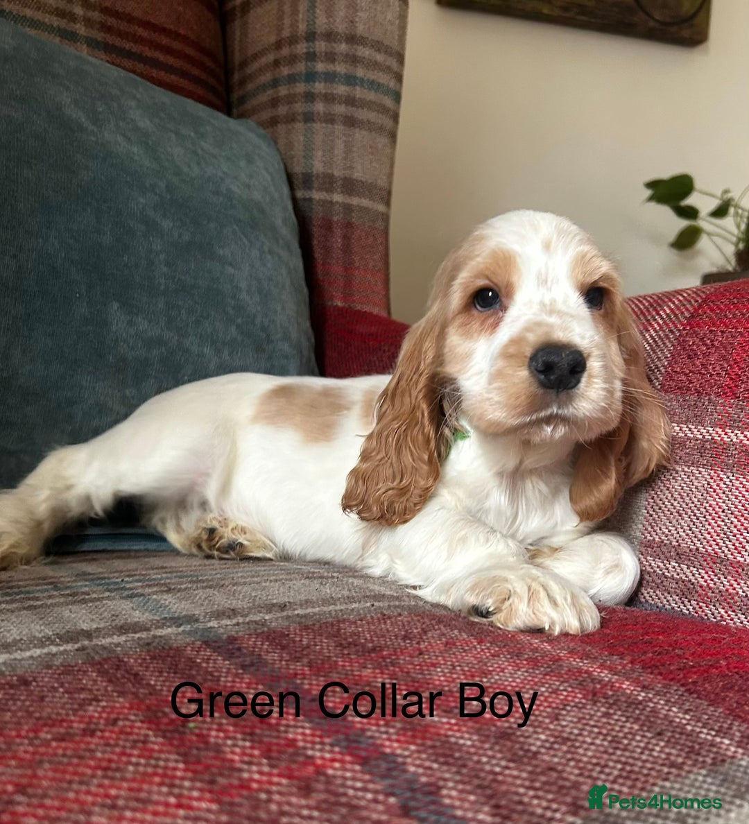 Cocker Spaniel dogs for sale: KC Registered, show type, cocker spaniel puppies - Advert 2