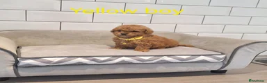 Cavapoochon 2
