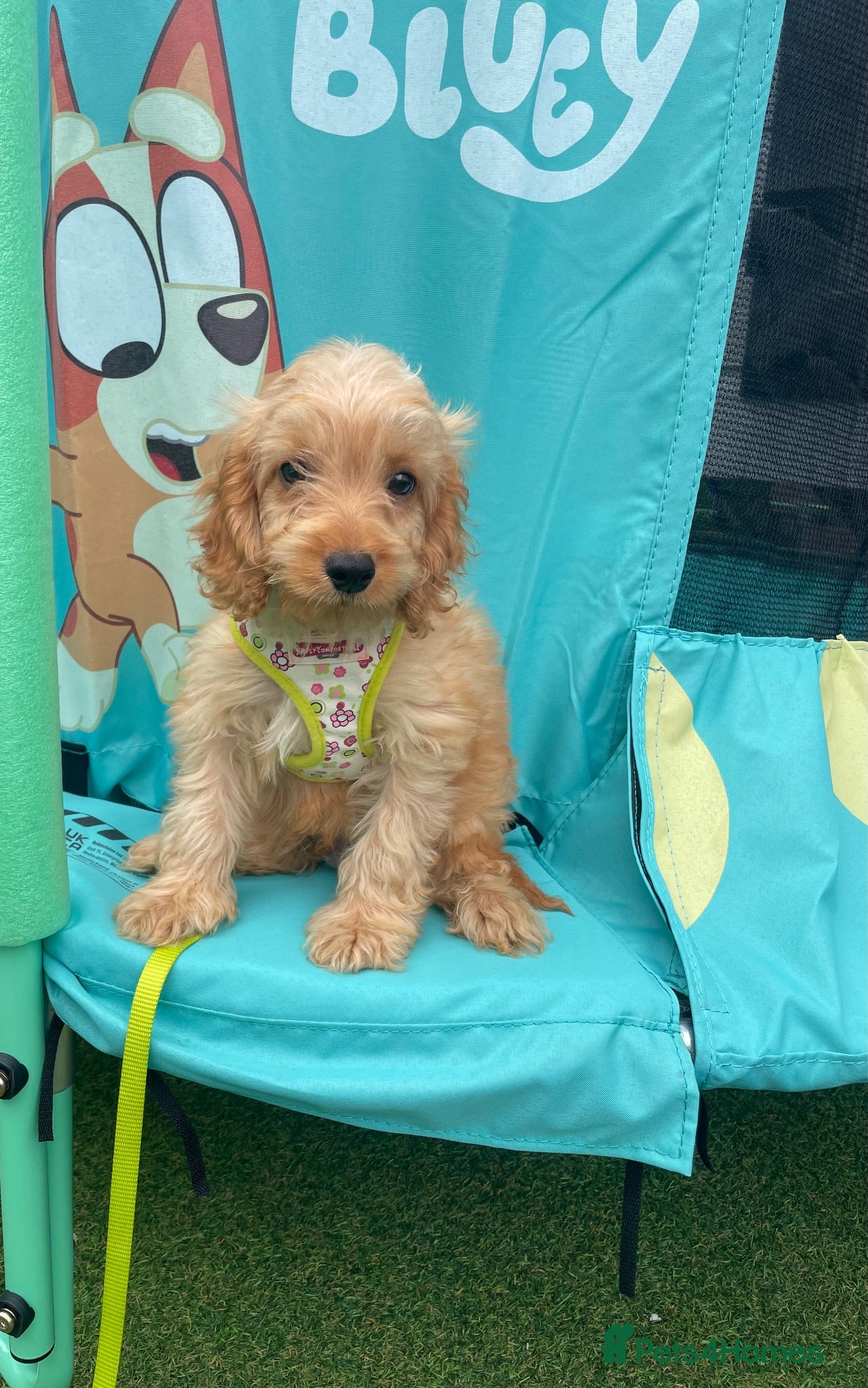 Cockapoo dogs Pra clear boy fully vaccinated 💙🐾🏡 - Advert 2