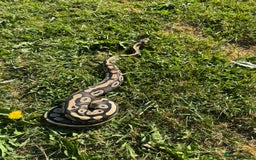 Python Snake reptiles for sale: Female mojave 1.5 year approx  - Advert 6