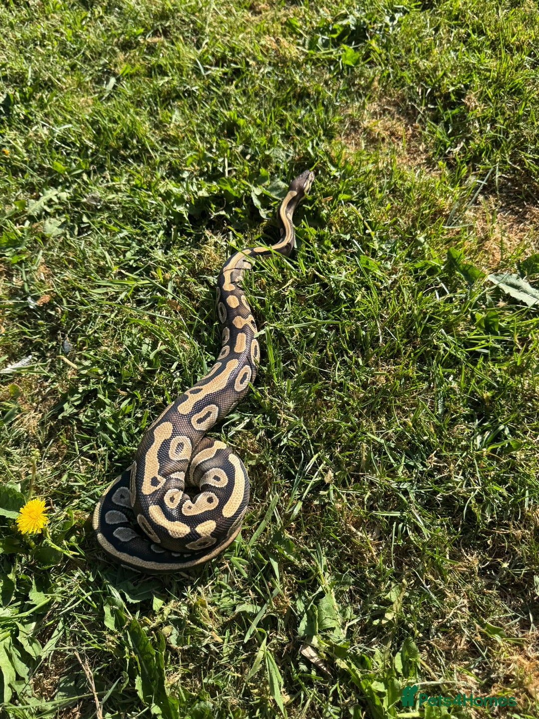 Python Snake reptiles for sale: Female mojave 1.5 year approx  - Advert 6