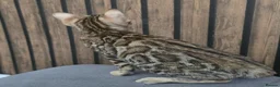 Bengal cats for sale: Ready NOW.. need go ASAP - Advert 16