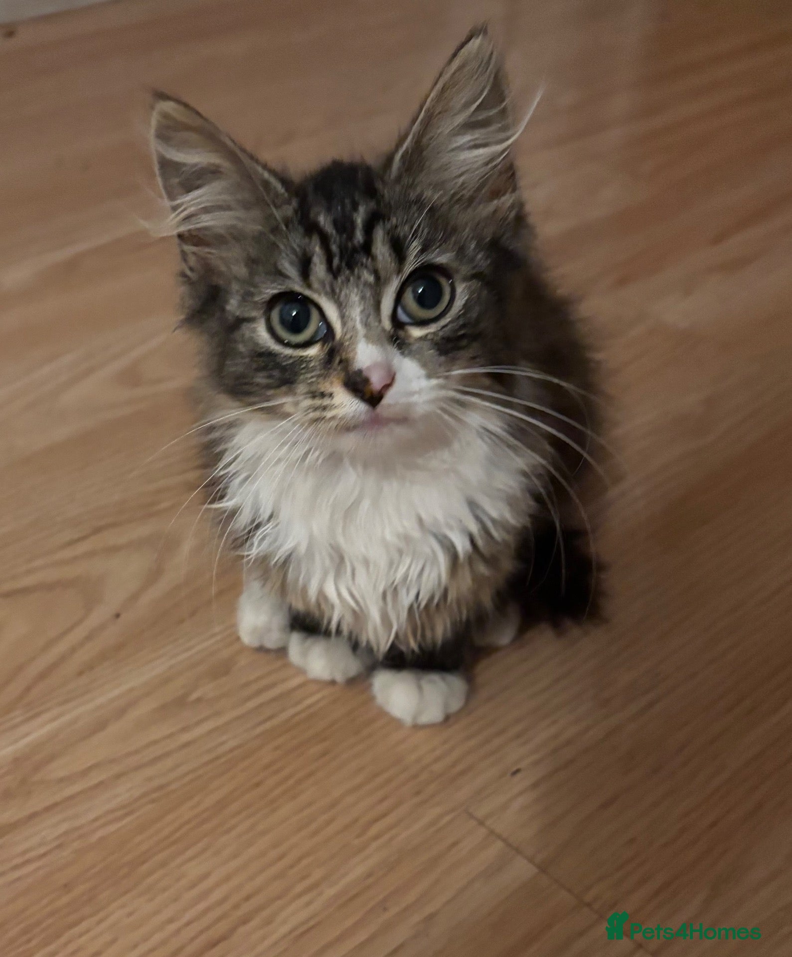 Mixed Breed cats 🐾 Beautiful Female Tabby Kitten 🐾 - Advert 10