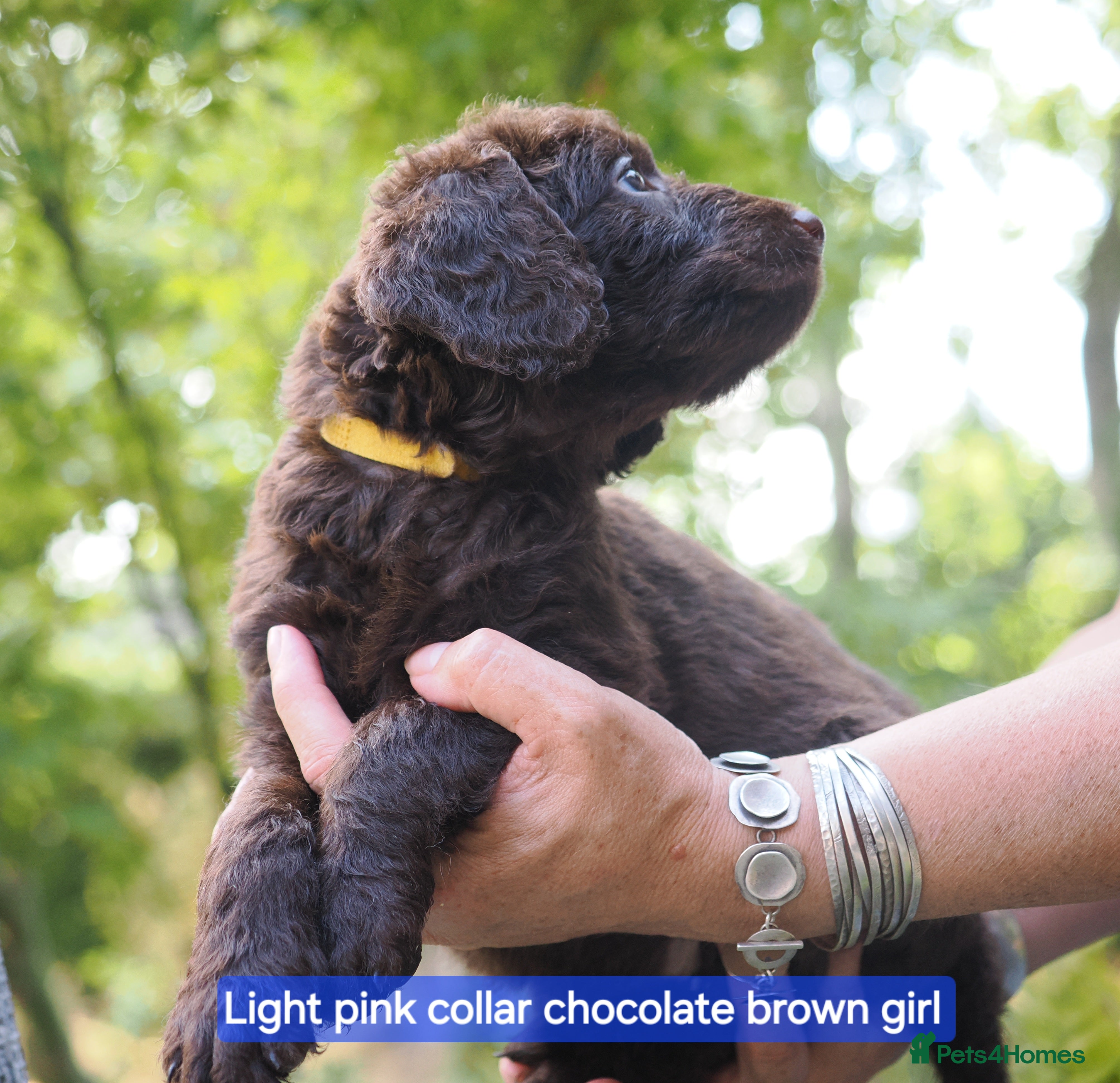 Labradoodle dogs Labradoodles Miniature/Midi Puppies Multi Gen  - Advert 2