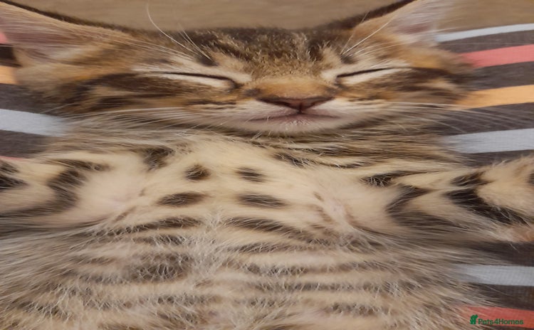 Mixed Breed cats - Advert 11