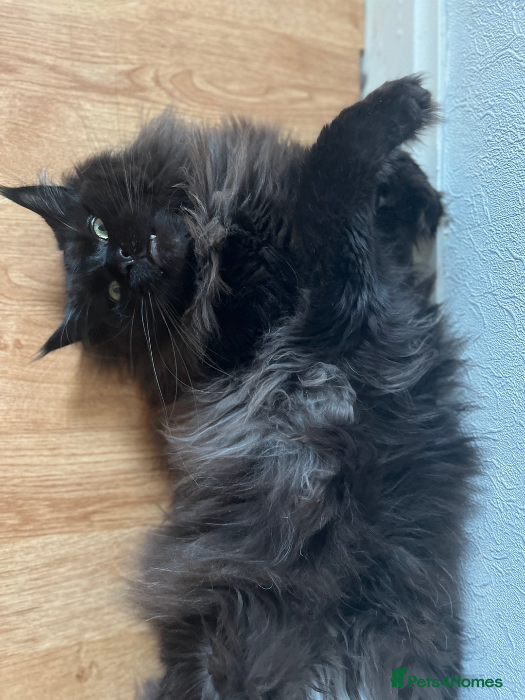 Maine Coon cats for sale: Male maine coon needs home - Advert 12