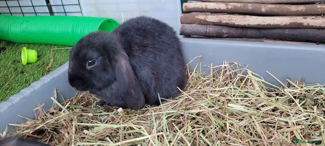 Mini Lop rabbits for sale: Beautiful Mini Lops - READY TO LEAVE  - Image 19