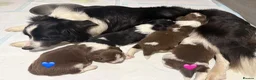 Sprollie dogs for sale: Fantastic Border Collie X Springer Spaniel Puppies - Advert 7