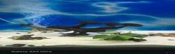 Tetras fish for sale: tank fish in Leeds - Advert 5