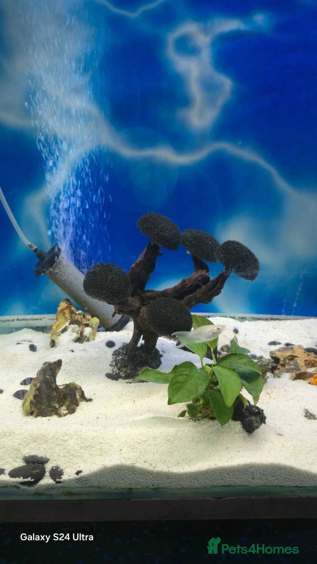 Tetras fish for sale: tank fish in Leeds - Advert 5