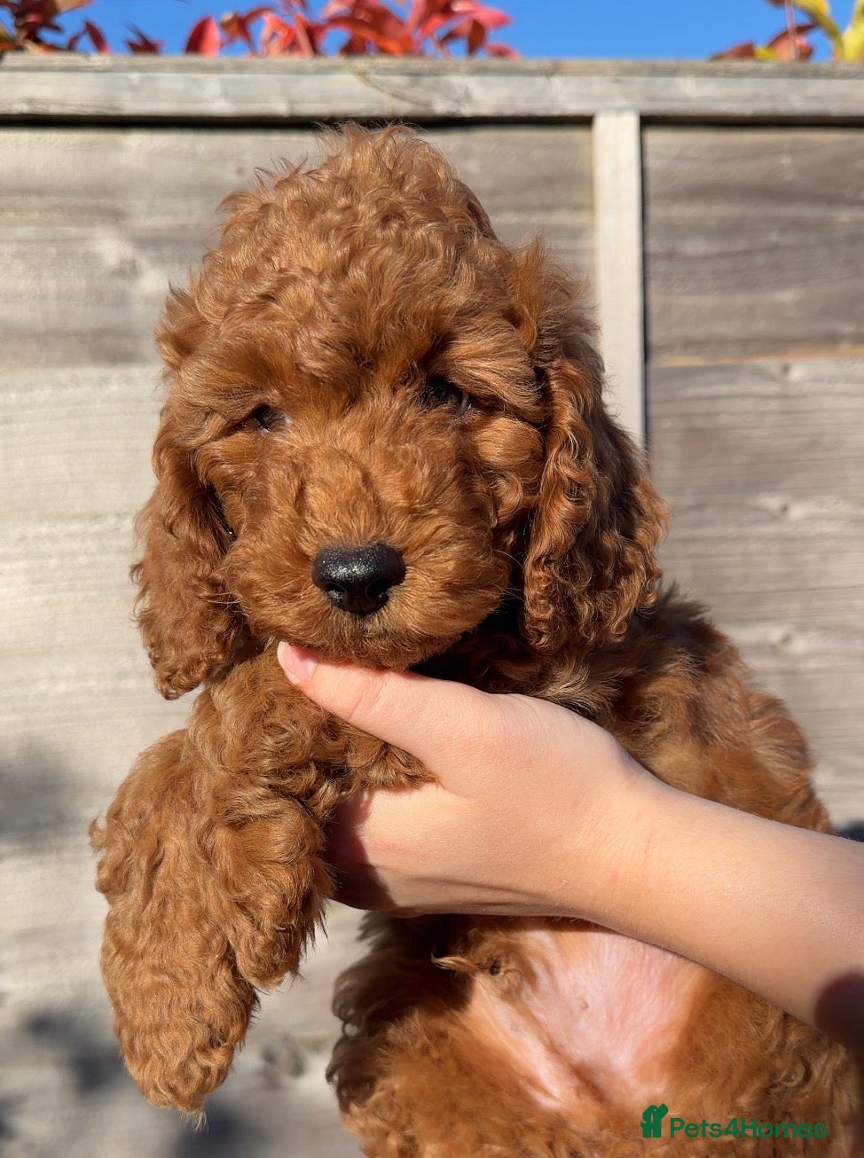 Cavapoo dogs Last few Cavapoo Puppies Left Ready to Leave - Advert 2