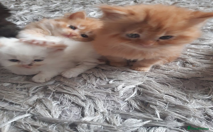 Persian cats - Advert 4