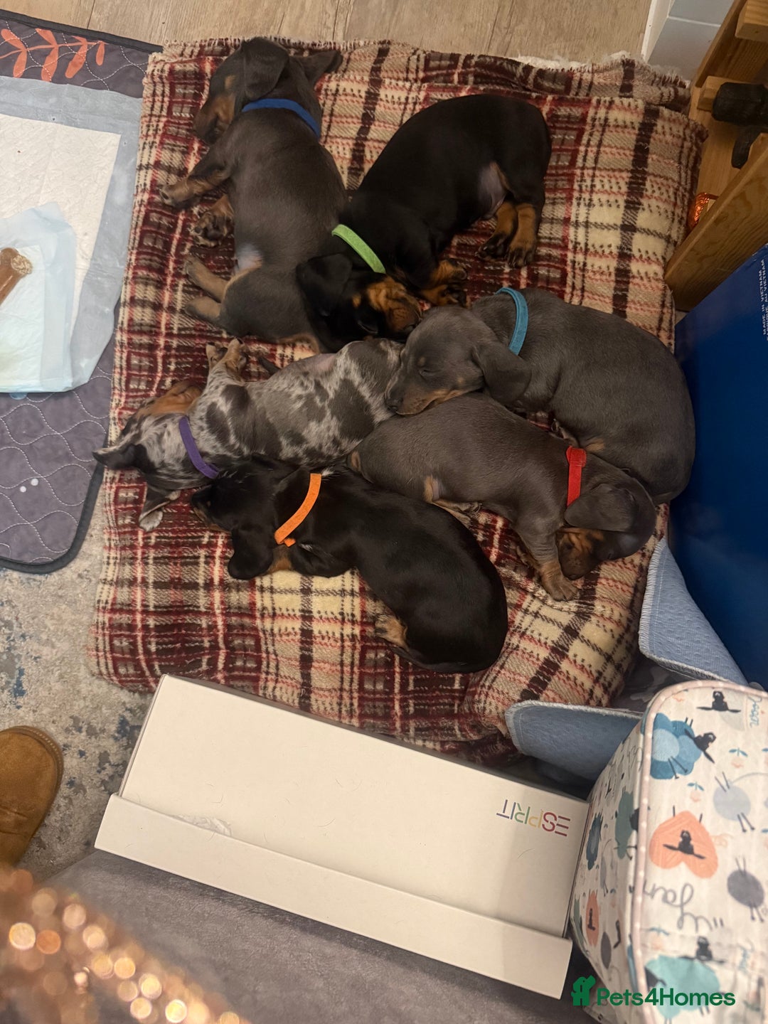Miniature Dachshund dogs for sale: Miniature Daschund puppies - Advert 10