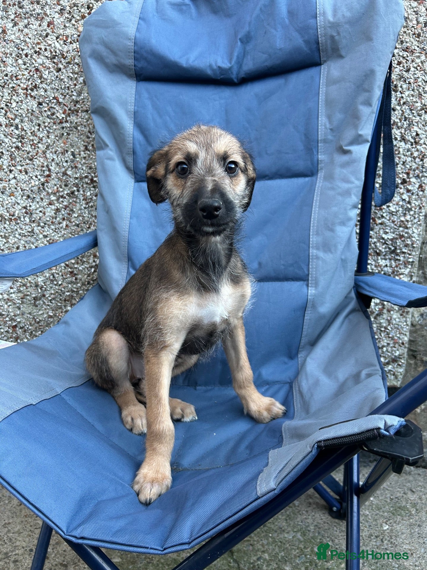 Lurcher dogs for sale: Bedlington whippet lurcher pups - Advert 23