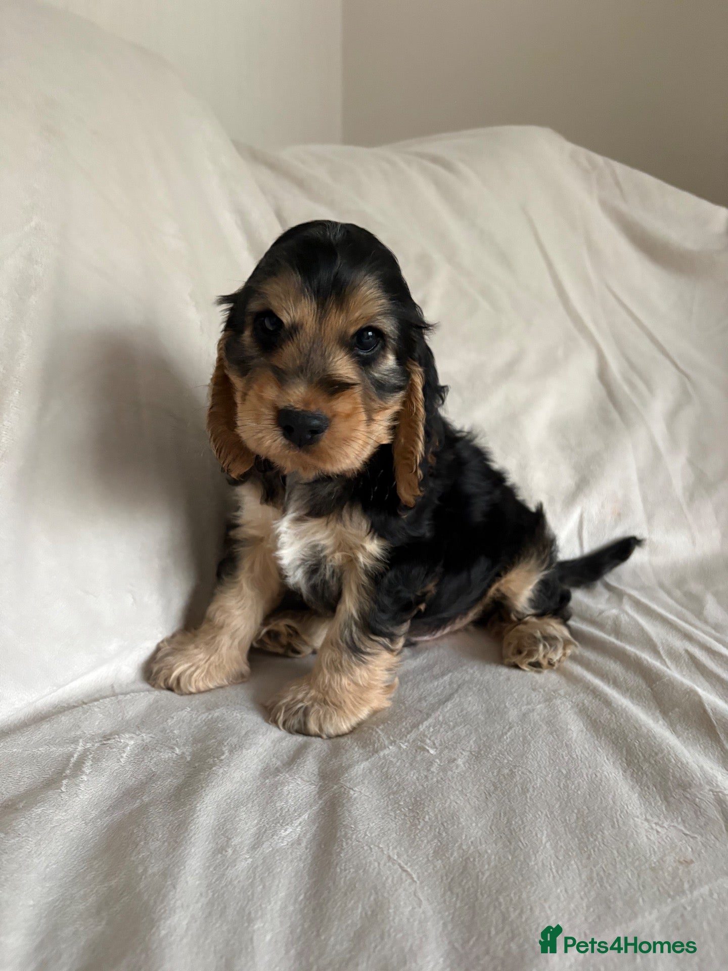 Cocker Spaniel dogs for sale: LAST REMAINING BOY!Beautiful KC shw cocker spaniel - Advert 4