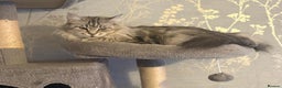 Maine Coon cats for sale: Ready to leave quality Maine coon kittens - Advert 27